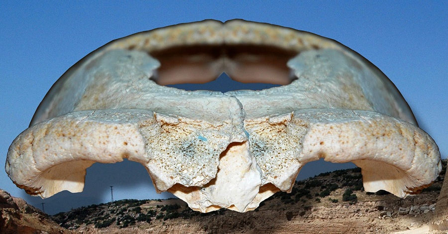 The mind of Homo Erectus